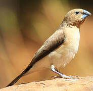 African Silverbill