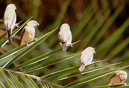 African Silverbill