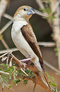 African Silverbill