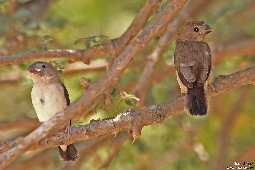 African Silverbilljuvenile