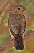 African Silverbill