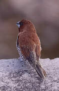 Scaly-breasted Munia