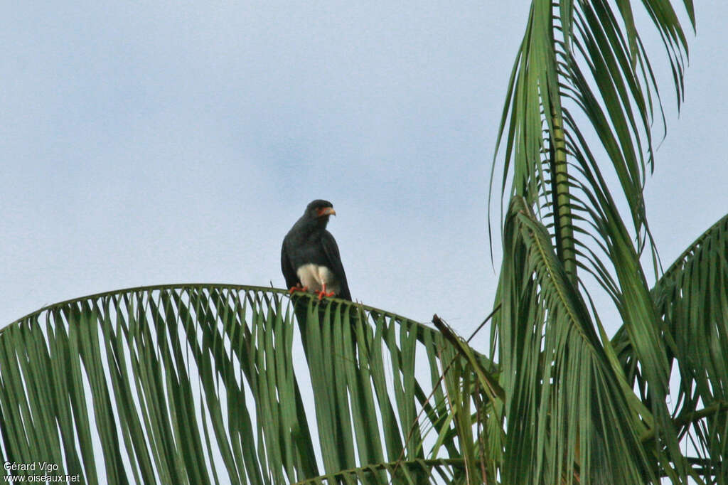 Red-throated Caracaraadult, habitat, pigmentation