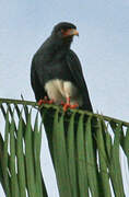 Red-throated Caracara