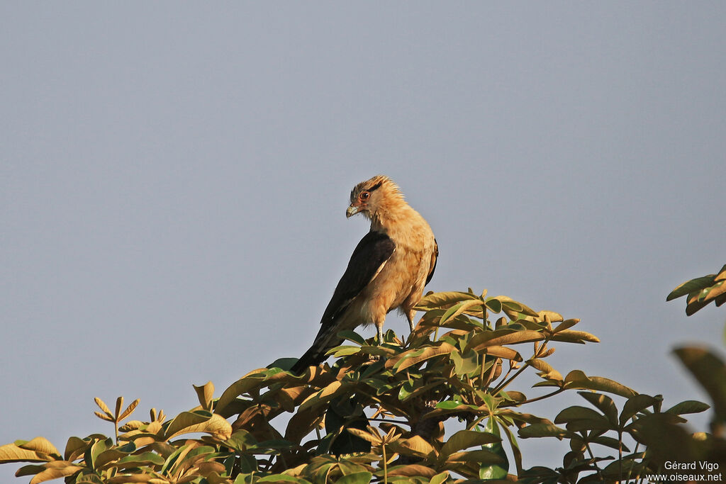 Caracara à tête jauneadulte