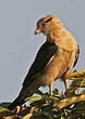 Caracara à tête jaune