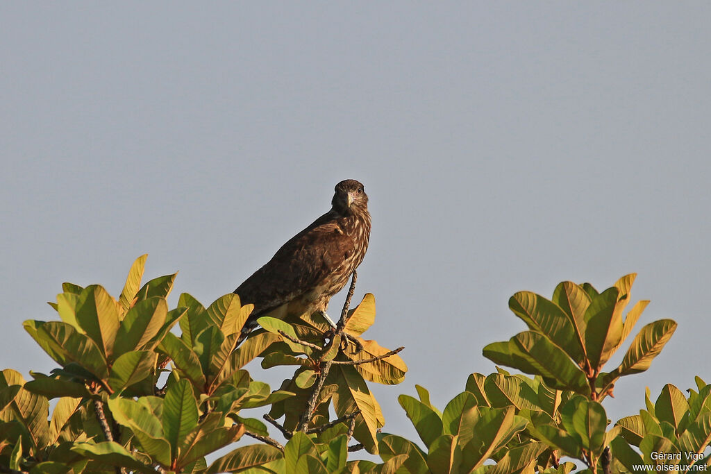 Caracara à tête jauneimmature