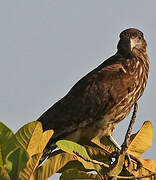 Yellow-headed Caracara