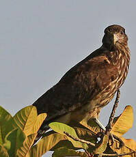 Caracara à tête jaune