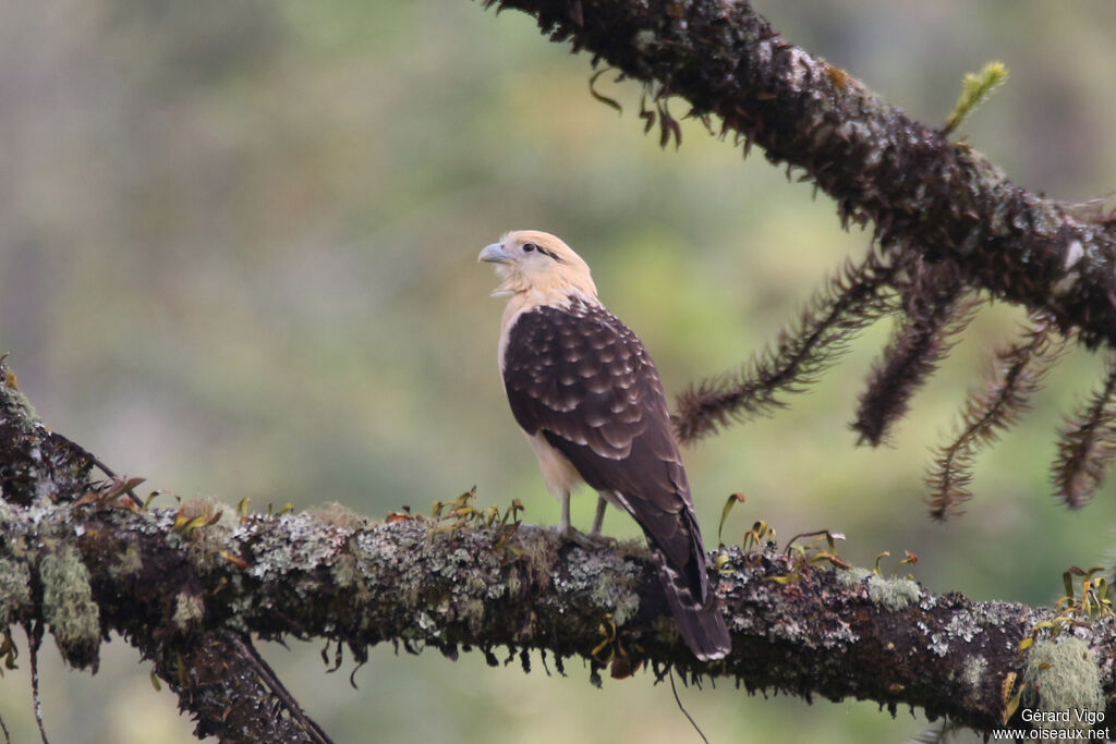 Yellow-headed Caracaraadult