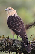 Yellow-headed Caracara