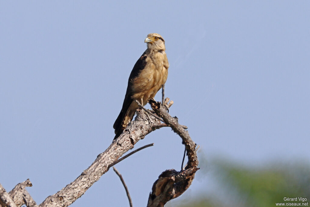 Yellow-headed Caracaraadult