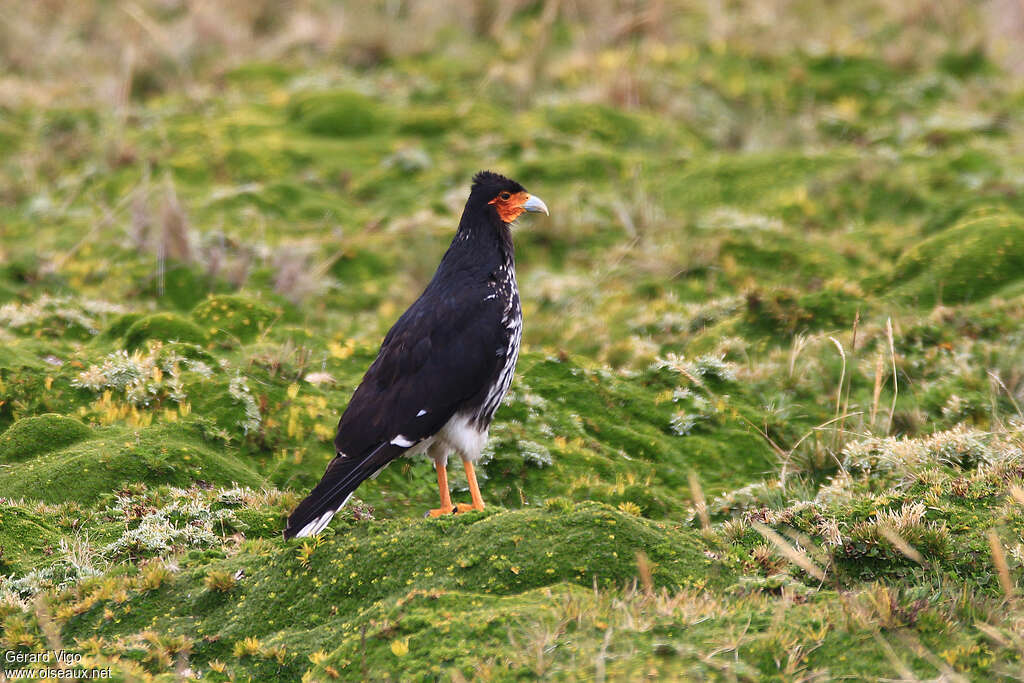 Caracara caronculéadulte, habitat, pigmentation