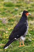 Carunculated Caracara