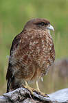 Caracara chimango