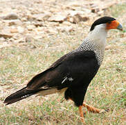 Northern Crested Caracara