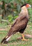 Caracara huppé