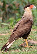 Southern Crested Caracara