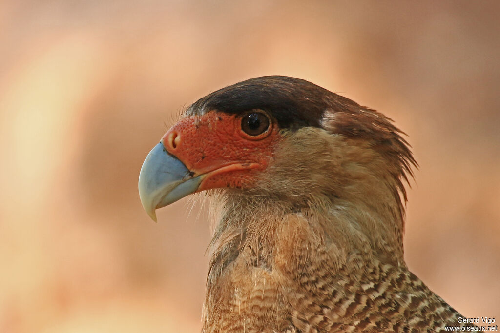 Crested Caracaraadult, close-up portrait