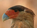 Caracara huppé