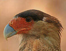 Crested Caracara