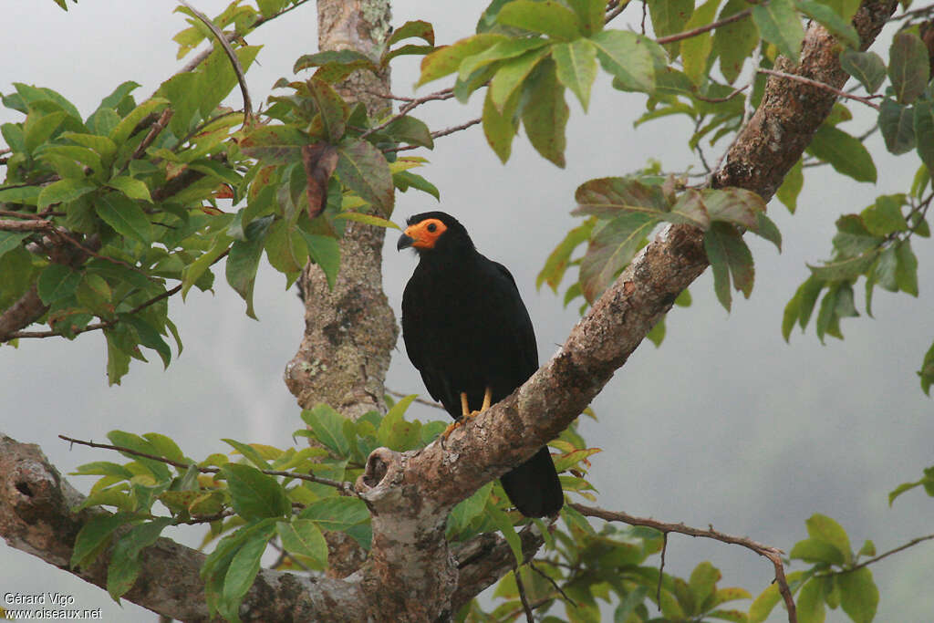 Black Caracaraadult, habitat, pigmentation