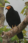 Caracara noir