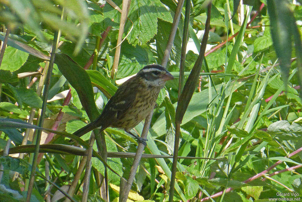 Rose-breasted Grosbeak female adult