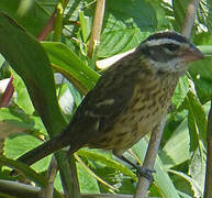 Rose-breasted Grosbeak