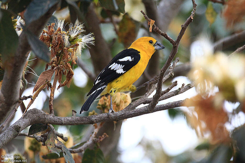 Golden Grosbeak male adult, identification