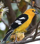 Golden Grosbeak