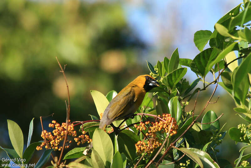Black-faced Grosbeakadult, habitat, feeding habits