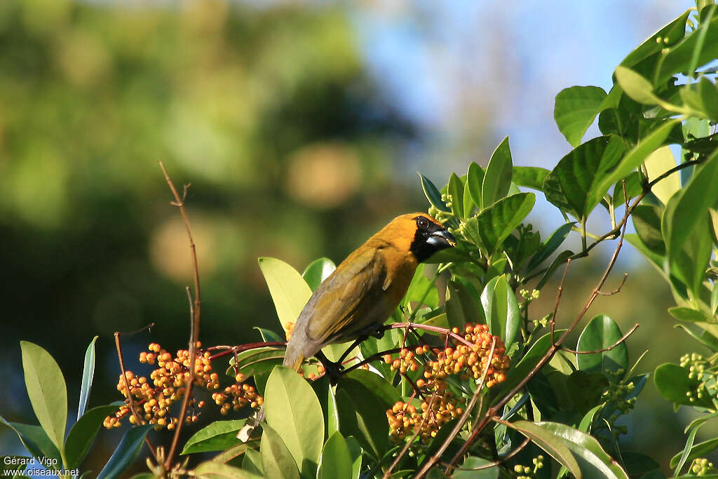 Cardinal à ventre blancadulte, habitat, régime