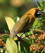 Black-faced Grosbeak