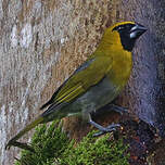 Cardinal à ventre blanc