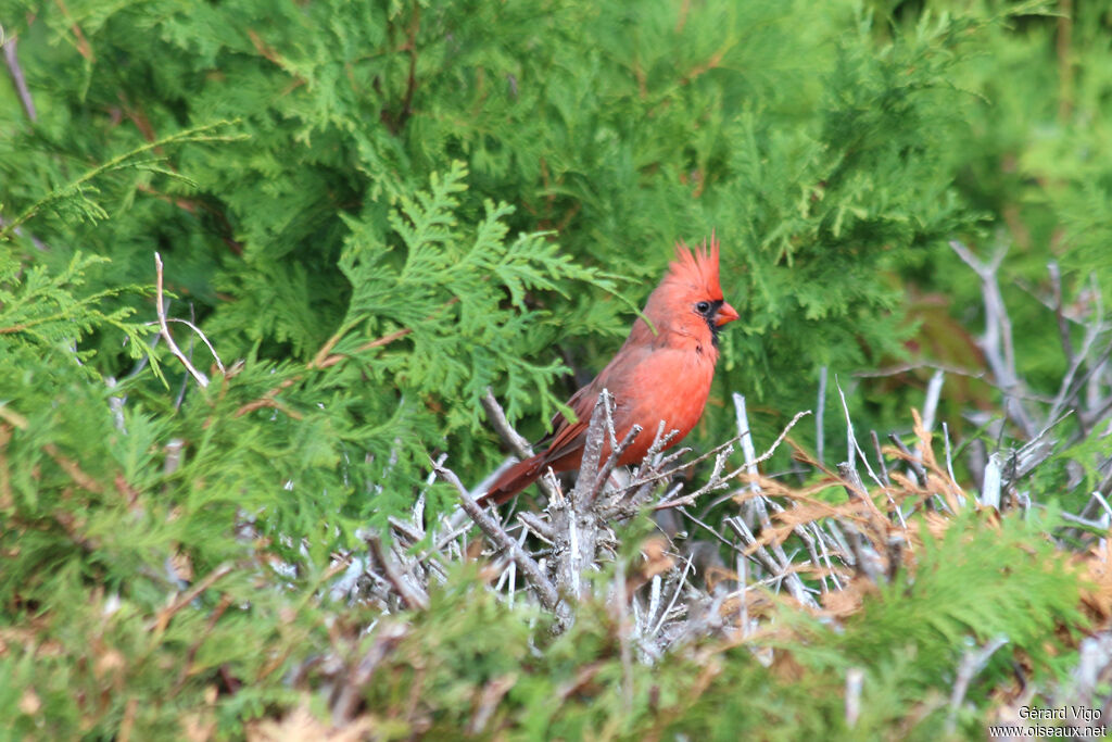 Northern Cardinal male adult