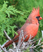 Cardinal rouge