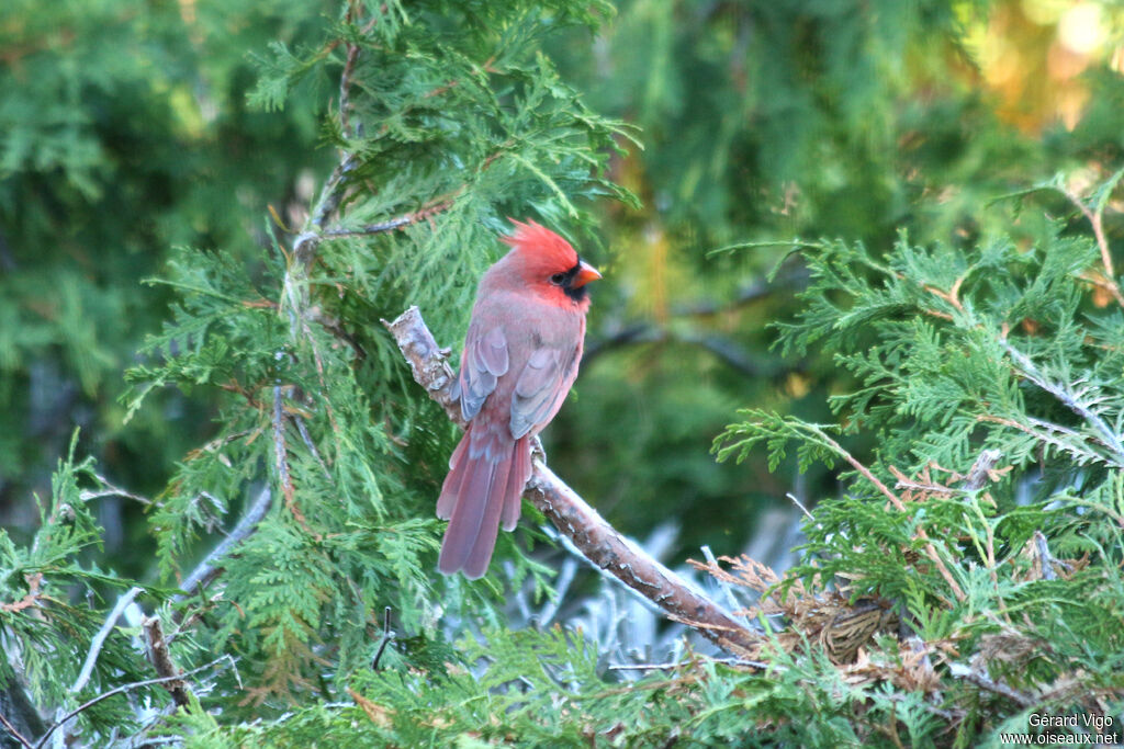 Northern Cardinal male adult