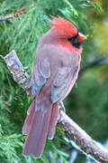 Cardinal rouge