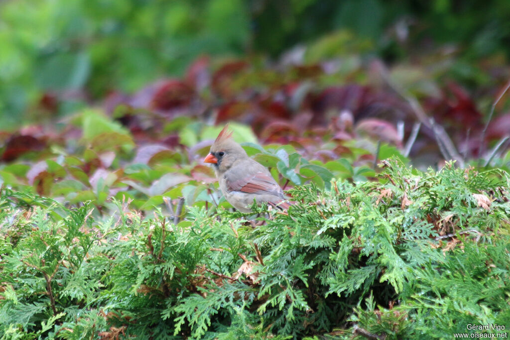 Cardinal rouge femelle adulte