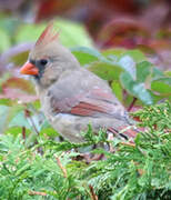 Cardinal rouge