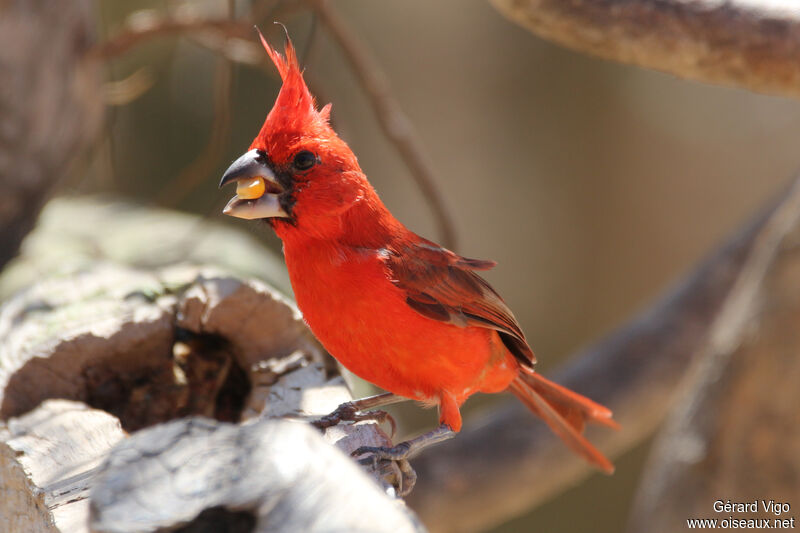 Vermilion Cardinal male adult