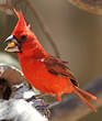 Cardinal vermillon