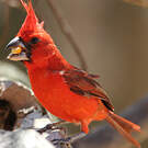 Cardinal vermillon
