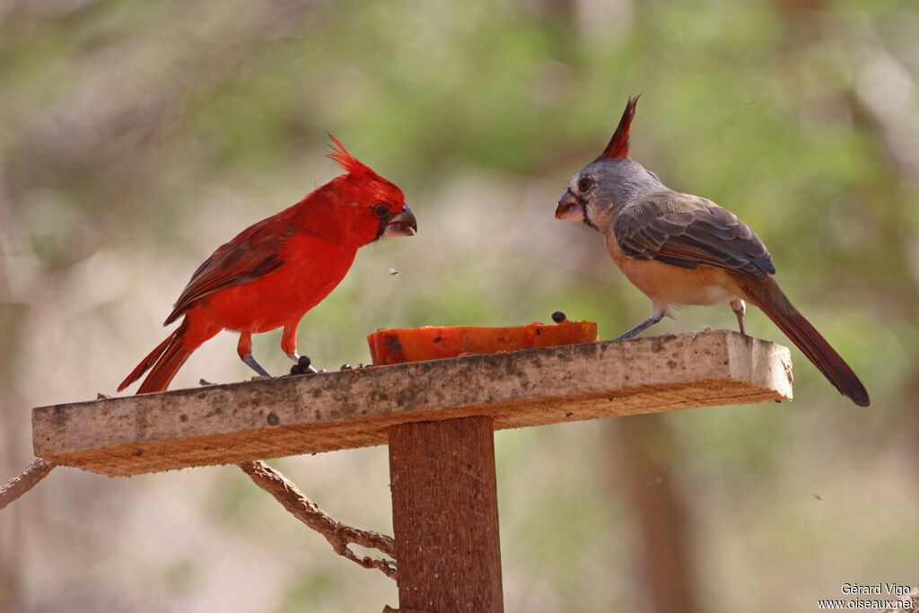 Vermilion Cardinal