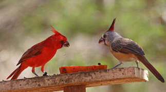 Vermilion Cardinal