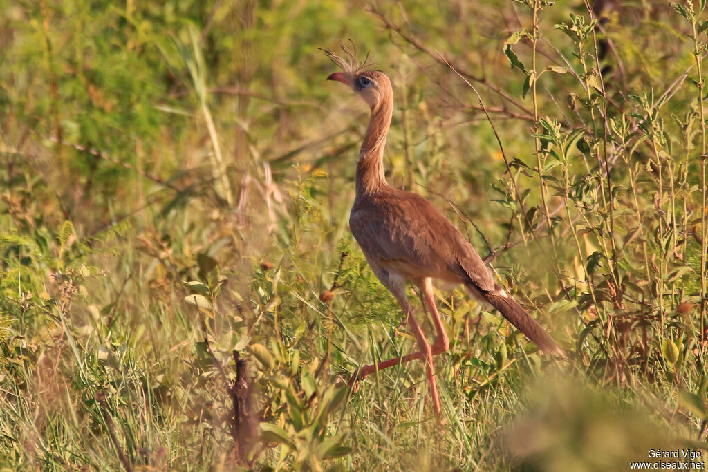 Cariama huppéadulte