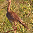 Cariama huppé