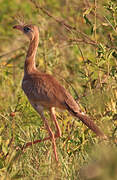 Red-legged Seriema