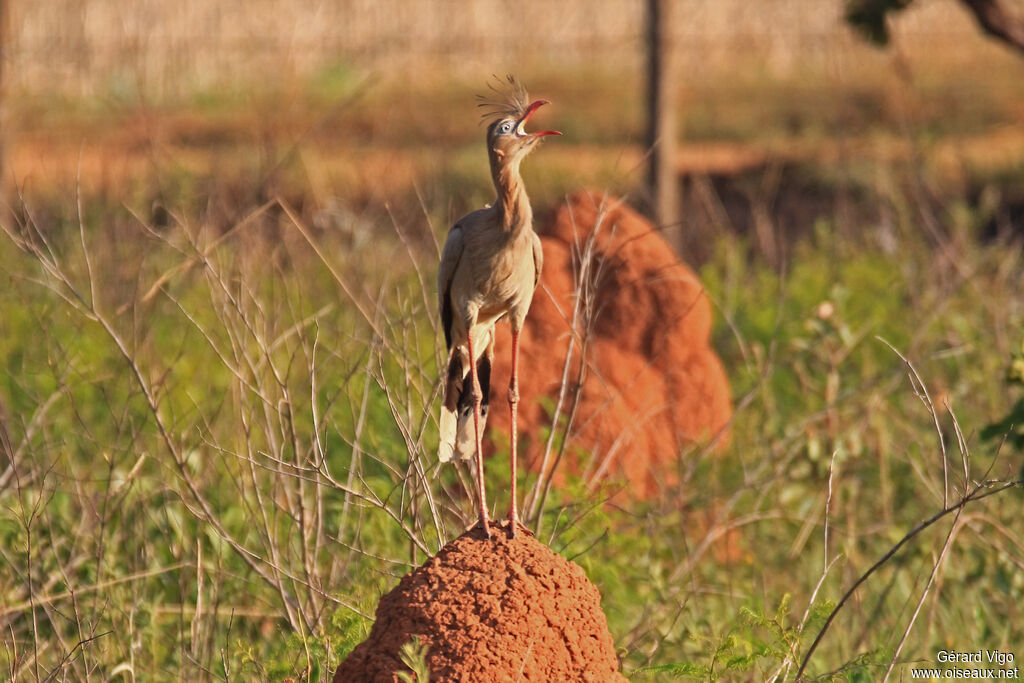 Red-legged Seriemaadult